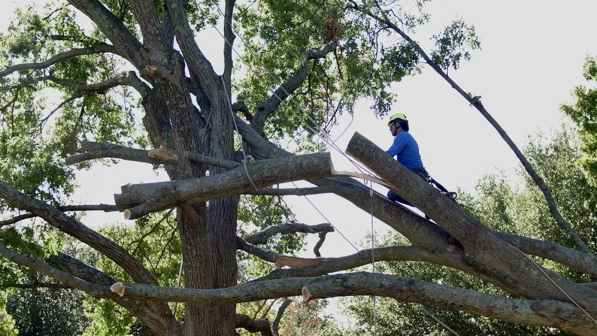Professional Hazardous Tree Removal performed by certified arborists in South Roxana