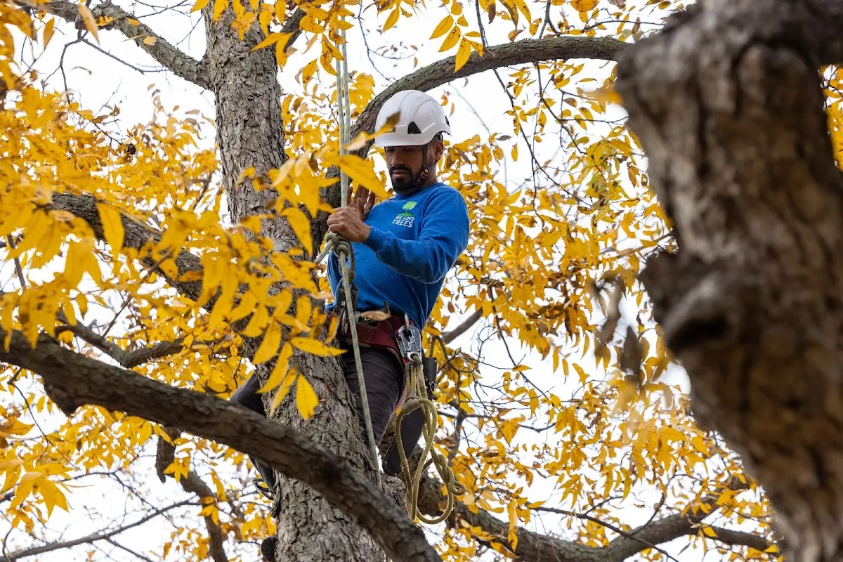 Skilled Tree Planing crew working in South Roxana