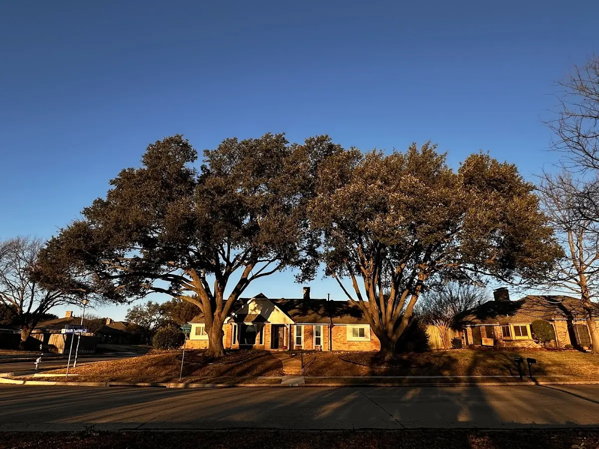 Established residential canopy tree shading a home in South Roxana